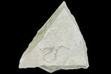Bargain, Jurassic Brittle Star (Sinosura) Fossil - Solnhofen #106021-1